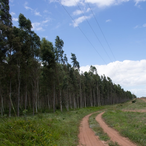 Vista geral de fazenda com estruturas em eucalipto